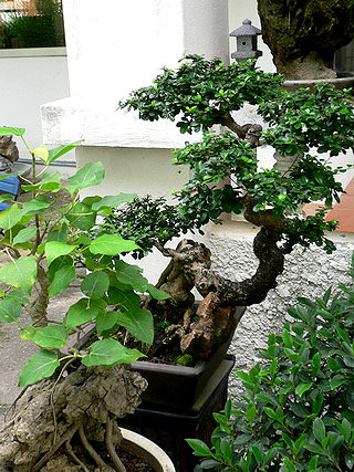 Что такое бонсай — Как вырастить миниатюрное деревце
