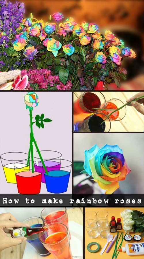 Как посадить срезанные розы — Черенкование роз