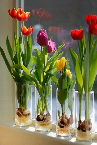Выгонка тюльпанов из луковиц к 8 марта