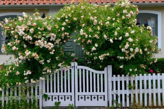 Дачный Участок — 30 идей Красивых Цветников на Даче
