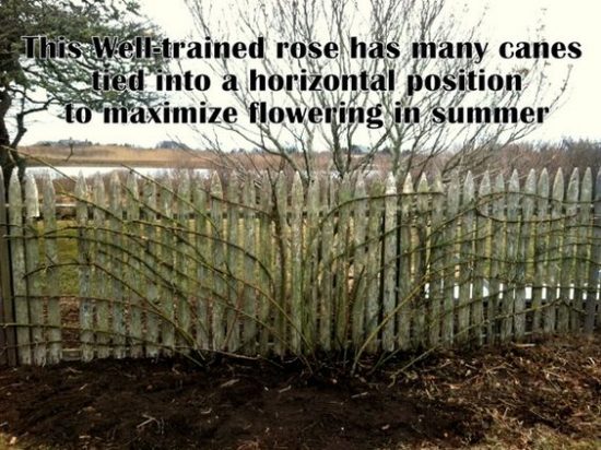Плетистые розы — Уход и выращивание
