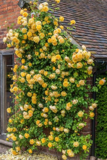 Плетистые розы — Уход и выращивание