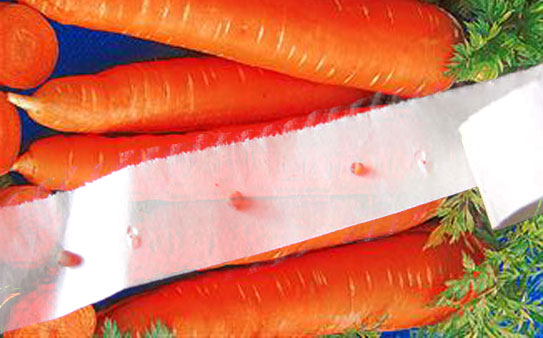 семена моркови приклеить на туалетную бумагу