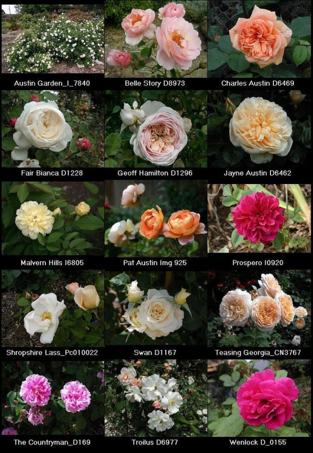 Летняя обрезка роз после цветения — Как продлить жизнь цветам — Мои ИдеиДля Дачи и Сада